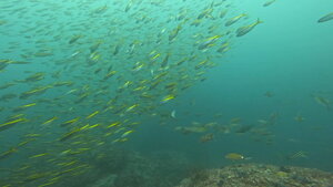 ハンマー炸裂！他の魚も大爆発！＠神子元[3]