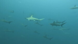 ハンマー炸裂！他の魚も大爆発！＠神子元