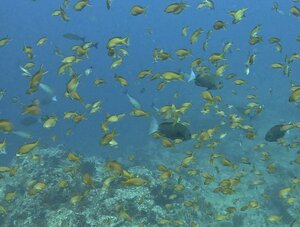 魚すごい！＠神子元[4]
