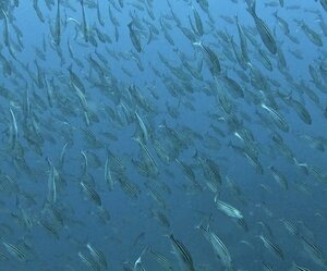 魚すごい！＠神子元[2]