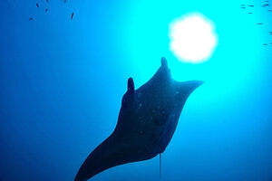 お知らせ！石垣島！！！[2]