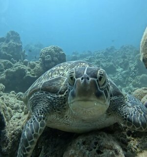 お知らせ！石垣島！！！