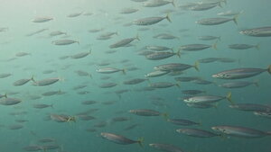 魚たくさん！！＠神子元[3]