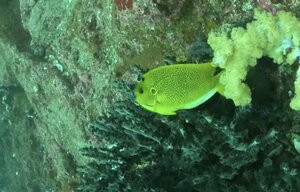 3連休の最終日！＠神子元[2]