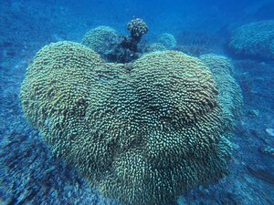 西表島ツアーDay１！！[1]