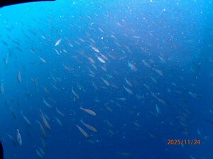 3連休の最終日！＠神子元[3]