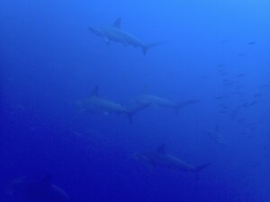 健在！！＠神子元[2]