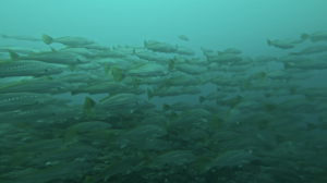 久しぶりの神子元へ！　＠神子元[1]