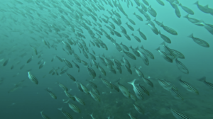 久しぶりの神子元へ！　＠神子元[3]