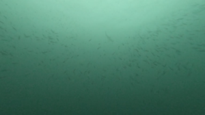 久しぶりの神子元へ！　＠神子元[6]