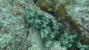 久しぶりの神子元へ！　＠神子元[5]