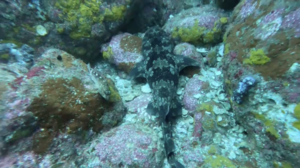 久しぶりの神子元へ！　＠神子元[4]