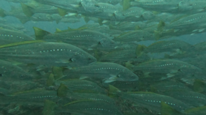 久しぶりの神子元へ！　＠神子元[2]