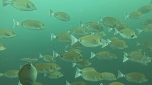 魚たくさん！！＠神子元[2]