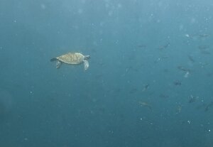 ハンマー以外にも！@神子元[3]