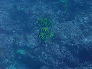 クローズ明けの神子元[3]