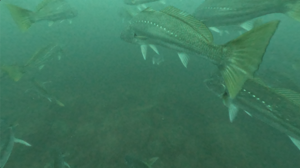 魚影たっぷりの神子元！[1]