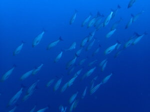 今日も魚がたくさん！[1]