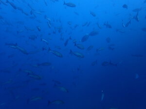 今日も魚がたくさん！[2]