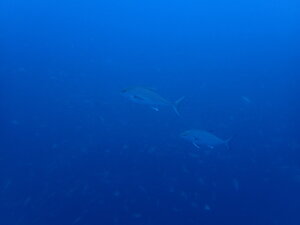 今日も魚がたくさん！[3]