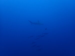 今日も魚がたくさん！[4]
