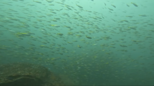 ３連休の２日目　＠神子元[2]