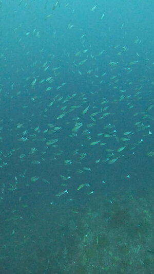 今日も青い海、魚もたくさん＠神子元[5]