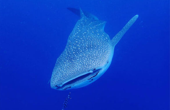 Because it is the open sea, you can also meet whale sharks!
